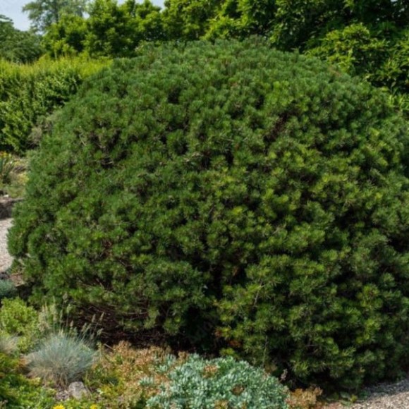 Pinus mugo 'Mops'