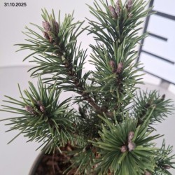 Pinus mugo 'Mops'