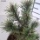 Pinus mugo 'Mops'