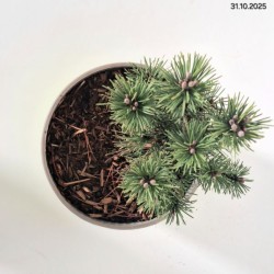 Pinus mugo 'Mops'