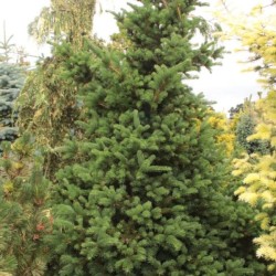 Picea pungens 'Lucky Strike'