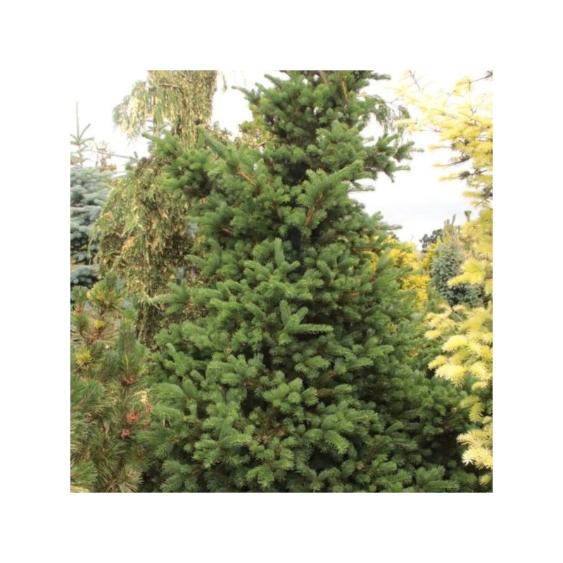 Picea pungens 'Lucky Strike'