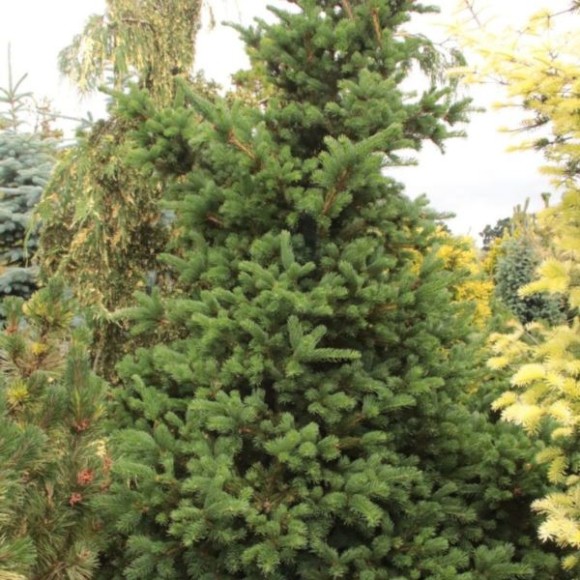 Picea pungens 'Lucky Strike'