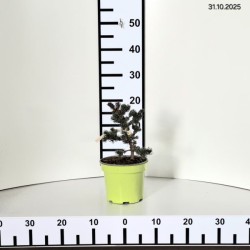 Picea pungens 'Lucky Strike'