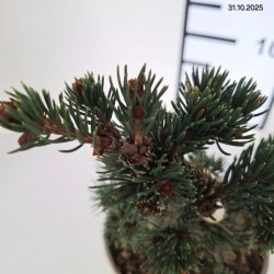 Picea pungens 'Lucky Strike'