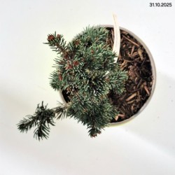 Picea pungens 'Lucky Strike'