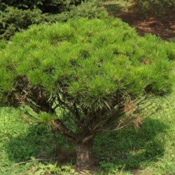Pinus densiflora 'Alice...