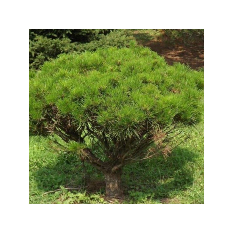 Pinus densiflora 'Alice Verkade'