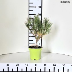 Pinus densiflora 'Alice Verkade'