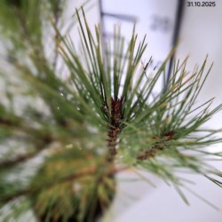 Pinus densiflora 'Alice Verkade'