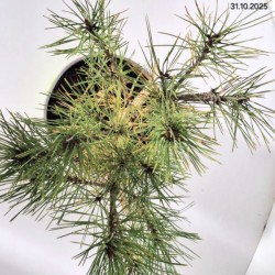 Pinus densiflora 'Alice Verkade'