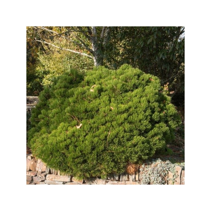 Pinus mugo 'Humpy'