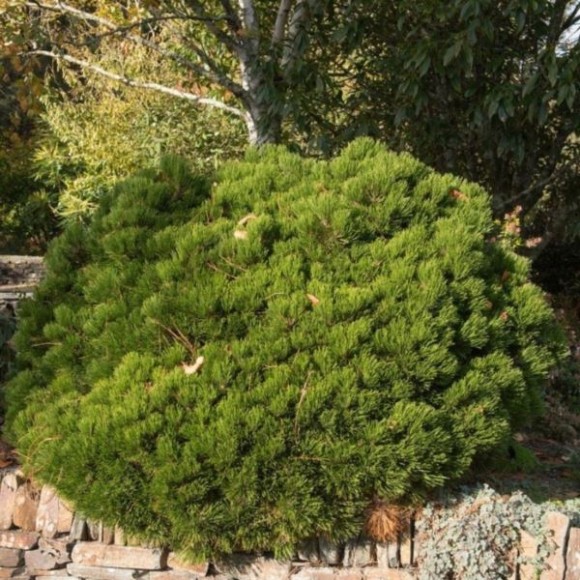 Pinus mugo 'Humpy'