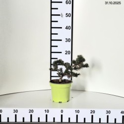 Pinus mugo 'Humpy'