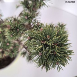 Pinus mugo 'Humpy'