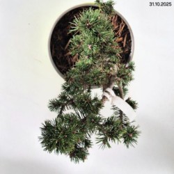 Pinus mugo 'Humpy'