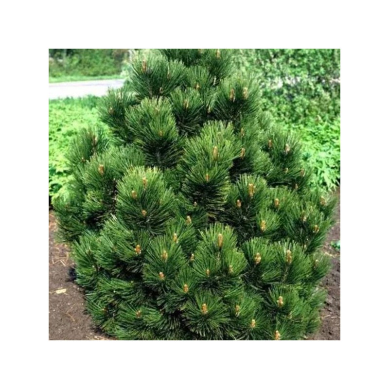 Pinus heldreichii 'Malinki'