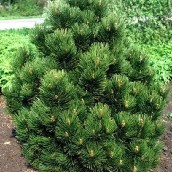 Pinus heldreichii 'Malinki'