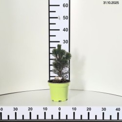 Pinus heldreichii 'Malinki'