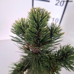 Pinus heldreichii 'Malinki'
