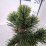 Pinus heldreichii 'Malinki'