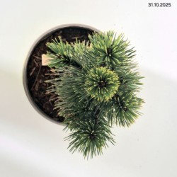 Pinus heldreichii 'Malinki'