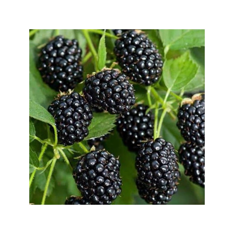 Rubus fruticosus 'Relevant' PBR