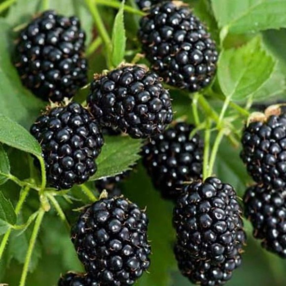 Rubus fruticosus 'Relevant' PBR