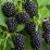 Rubus fruticosus 'Relevant' PBR