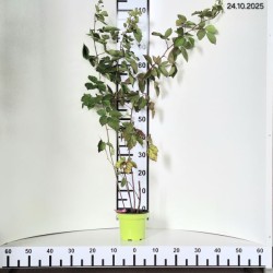 Rubus fruticosus 'Relevant' PBR