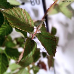 Rubus fruticosus 'Relevant' PBR