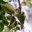 Rubus fruticosus 'Relevant' PBR