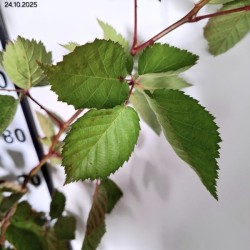 Rubus fruticosus 'Relevant' PBR