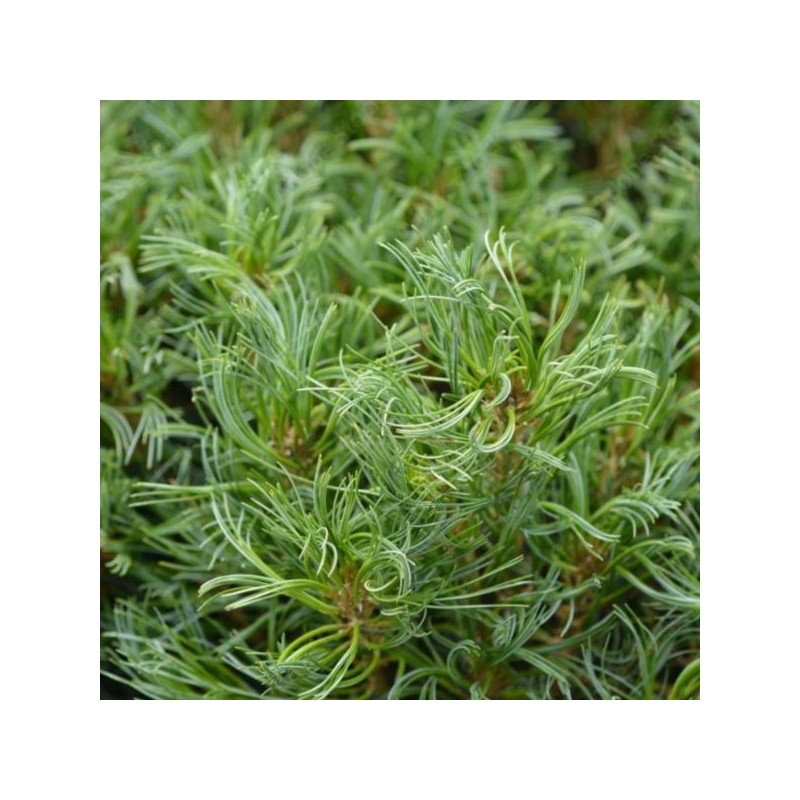 Pinus strobus 'Tiny Kurls'