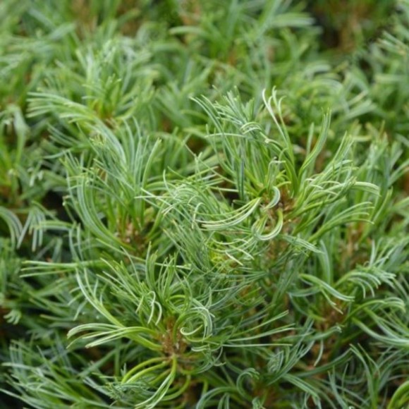 Pinus strobus 'Tiny Kurls'