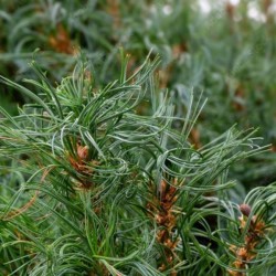 Pinus strobus 'Tiny Kurls'