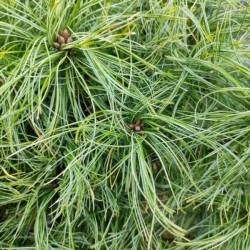 Pinus strobus 'Tiny Kurls'