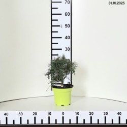 Pinus strobus 'Tiny Kurls'