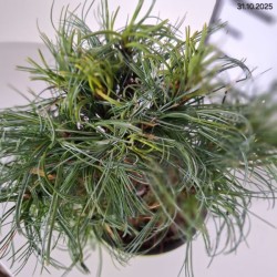 Pinus strobus 'Tiny Kurls'