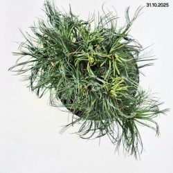 Pinus strobus 'Tiny Kurls'