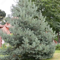 Pinus sylvestris 'Watereri'