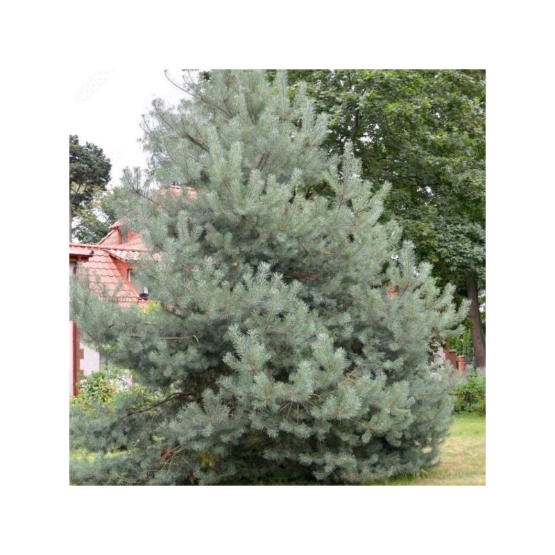 Pinus sylvestris 'Watereri'