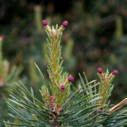 Pinus sylvestris 'Watereri'