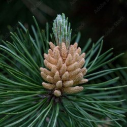 Pinus sylvestris 'Watereri'