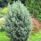 Pinus sylvestris 'Watereri'