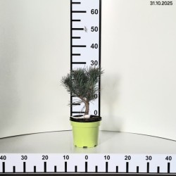 Pinus sylvestris 'Watereri'