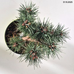 Pinus sylvestris 'Watereri'