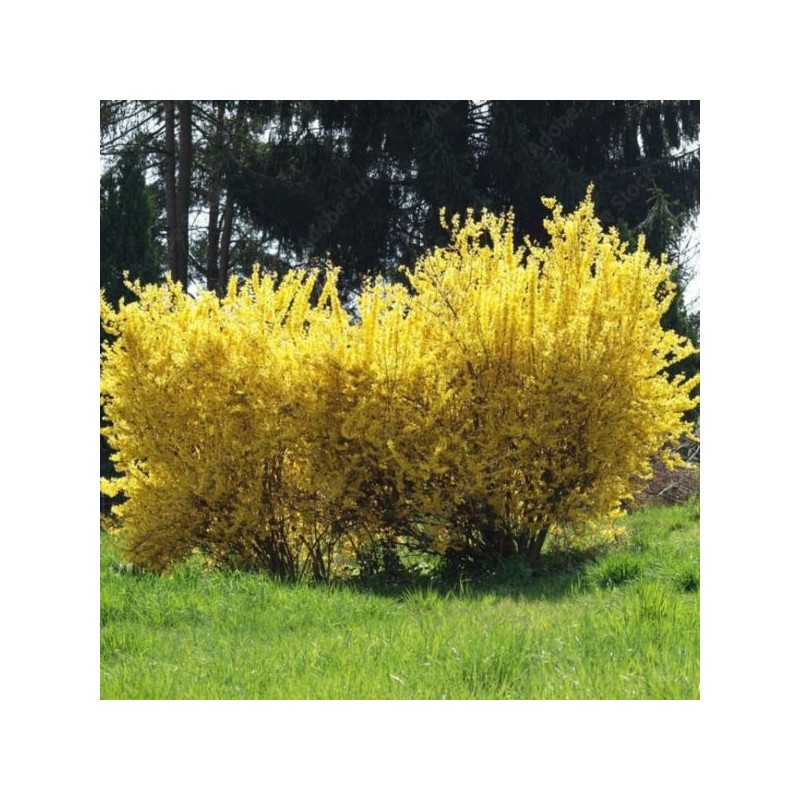Forsythia ×intermedia 'Spectabilis'