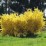 Forsythia ×intermedia 'Spectabilis'