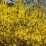 Forsythia ×intermedia 'Spectabilis'